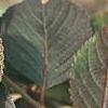 Viburnum plicatum forma tomentosum 'Rotundifolium', fall color