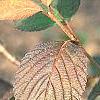 Viburnum plicatum forma tomentosum 'Rotundifolium', fall color