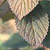 Viburnum plicatum forma tomentosum 'Rotundifolium', fall color