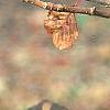 Viburnum plicatum forma tomentosum 'Rotundifolium', fall color
