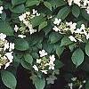 Viburnum plicatum forma tomentosum 'Watanabe', flowers