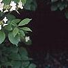 Viburnum plicatum forma tomentosum 'Watanabe', flowers