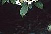 Viburnum plicatum forma tomentosum 'Watanabe', flowers