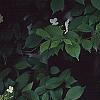 Viburnum plicatum forma tomentosum 'Watanabe', flowers