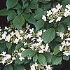 Viburnum plicatum forma tomentosum 'Watanabe', flowers