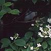 Viburnum plicatum forma tomentosum 'Watanabe', flowers