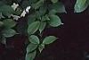 Viburnum plicatum forma tomentosum 'Watanabe', flowers