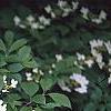 Viburnum plicatum forma tomentosum 'Watanabe', flowers