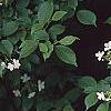 Viburnum plicatum forma tomentosum 'Watanabe', flowers