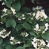 Viburnum plicatum forma tomentosum 'Watanabe', flowers