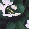 Viburnum plicatum forma tomentosum 'Watanabe', flowers
