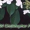 Viburnum plicatum forma tomentosum 'Watanabe', flowers