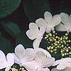 Viburnum plicatum forma tomentosum 'Watanabe', flowers