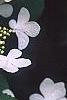Viburnum plicatum forma tomentosum 'Watanabe', flowers