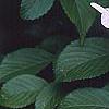 Viburnum plicatum forma tomentosum 'Watanabe', flowers