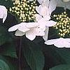Viburnum plicatum forma tomentosum 'Watanabe', flowers