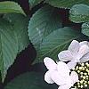Viburnum plicatum forma tomentosum 'Watanabe', flowers