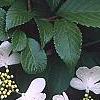 Viburnum plicatum forma tomentosum 'Watanabe', flowers