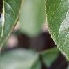 Viburnum prunifolium, leaves