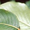 Viburnum prunifolium, leaves