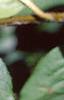 Viburnum prunifolium, leaves
