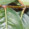 Viburnum prunifolium, leaves