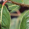 Viburnum prunifolium, leaves