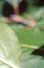 Viburnum prunifolium, leaves