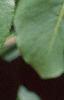 Viburnum prunifolium, leaves