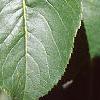 Viburnum prunifolium, leaves
