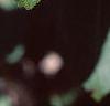 Viburnum prunifolium, leaves