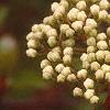 Viburnum prunifolium, flowers