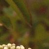 Viburnum prunifolium, flowers