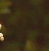 Viburnum prunifolium, flowers