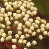 Viburnum prunifolium, flowers