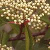 Viburnum prunifolium, flowers