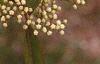 Viburnum prunifolium, flowers