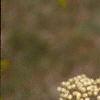 Viburnum prunifolium, flowers