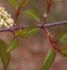 Viburnum prunifolium, flowers