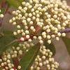 Viburnum prunifolium, flowers