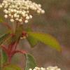 Viburnum prunifolium, flowers