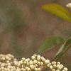Viburnum prunifolium, flowers