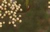 Viburnum prunifolium, flowers