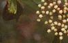 Viburnum prunifolium, flowers