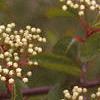 Viburnum prunifolium, flowers