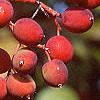 Viburnum prunifolium, fruit
