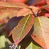 Viburnum prunifolium, fruit