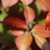 Viburnum prunifolium, fruit
