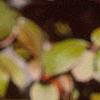 Viburnum prunifolium, fruit
