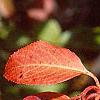 Viburnum prunifolium, fruit